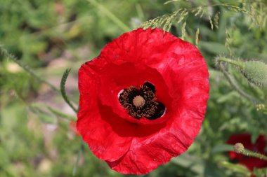 bir haşhaş Hollanda yol boyunca güneşte siingle çiçek Başkanı.