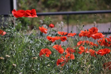Haşhaş alanında papatyalar ve Hollanda yol kenarı boyunca diğer kır çiçekleri ile
