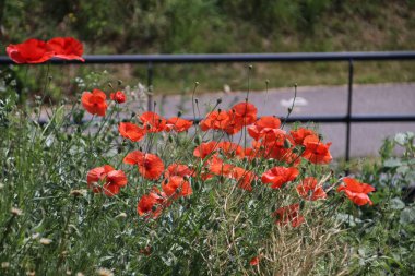 Haşhaş alanında papatyalar ve Hollanda yol kenarı boyunca diğer kır çiçekleri ile