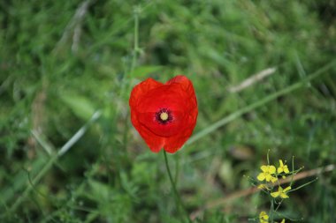 bir haşhaş Hollanda yol boyunca güneşte siingle çiçek Başkanı.