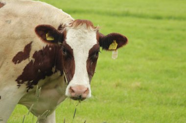 kırmızı beyaz inek Hollanda'da bir çayır üzerinde ayrıntılı kafa ile.