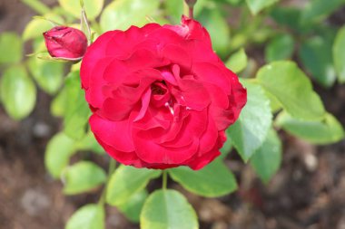 Kırmızı bir gül bahçesinde Nieuwerkerk aan Başkanı Çiçek Ijssel den