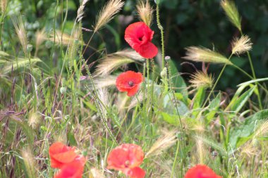 Haşhaş alanında papatyalar ve Hollanda yol kenarı boyunca diğer kır çiçekleri ile
