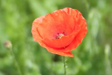 bir haşhaş Hollanda yol boyunca güneşte siingle çiçek Başkanı.