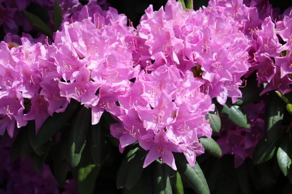 Hollanda'da Nieuwerkerk aan den Ijssel bir parkta güneşte Pembe açelya çiçekleri.