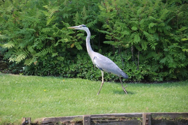 Grey heron walking on the side of a ditch searching for food