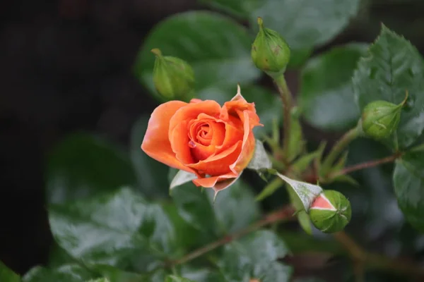 Pomarańczowy Rose Głowa Kwiat Rosarium Hadze Holandia — Zdjęcie stockowe