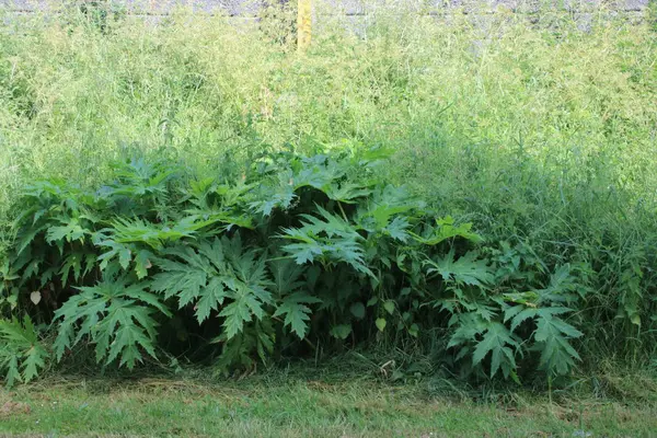 Hogweed bitki insan ve köpeklerzarar verebilir park hitland büyüyen.