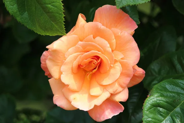 Cabeza Rosa Naranja Rosario Haya Países Bajos — Foto de Stock