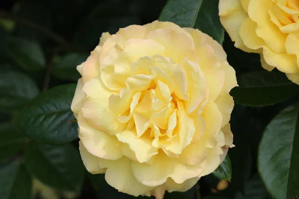 Yellow Rose Flowerhead Flower Rosarium Park Hague Netherlands — Stock Photo, Image