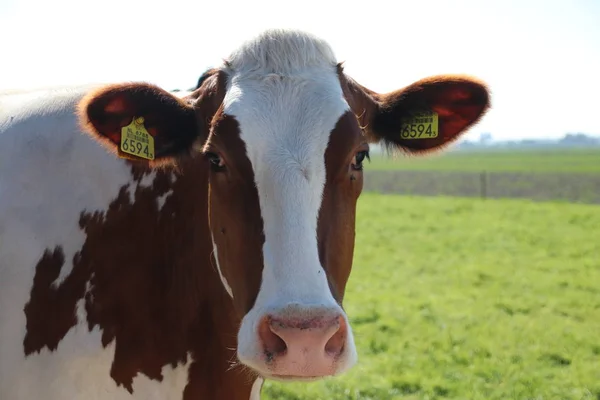Vaches Blanches Rouges Avec Tête Détail Sur Une Prairie Aux — Photo