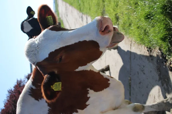 red white cows with head in detail on a meadow in the Netherlands.