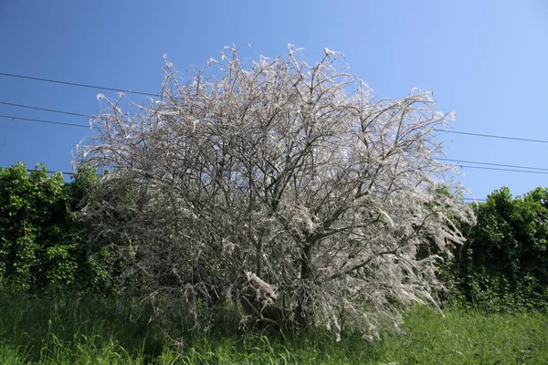 Tree became white by web created by Ermine moth in the Netherlands.