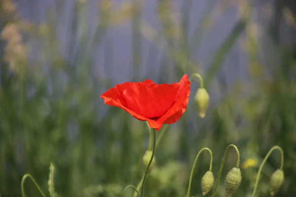 Siingle Flor Cabeza Una Amapola Sol Largo Carretera Los Países — Foto de Stock