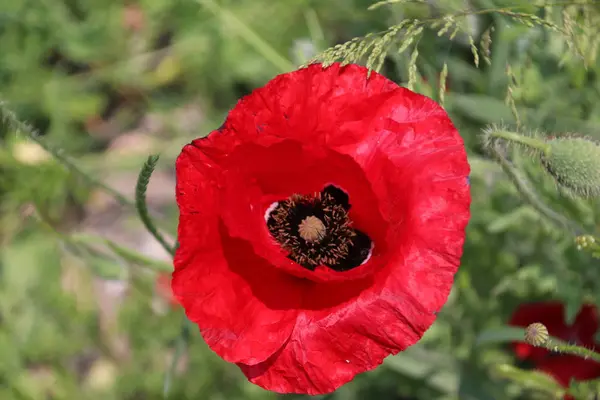 bir haşhaş Hollanda yol boyunca güneşte siingle çiçek Başkanı.