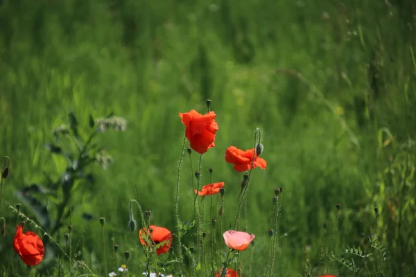 Poppies Field Daisies Other Wild Flowers Roadside Netherlands — Stock Photo, Image