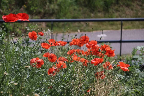 Haşhaş alanında papatyalar ve Hollanda yol kenarı boyunca diğer kır çiçekleri ile