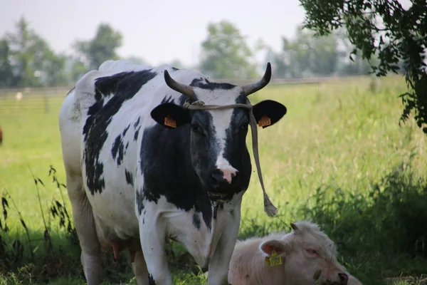 Cabeza Blanca Negra Una Vaca Prado Los Países Bajos —  Fotos de Stock