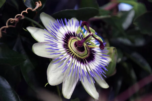 Purple White Passionflower Garden Netherlands — Stock Photo, Image
