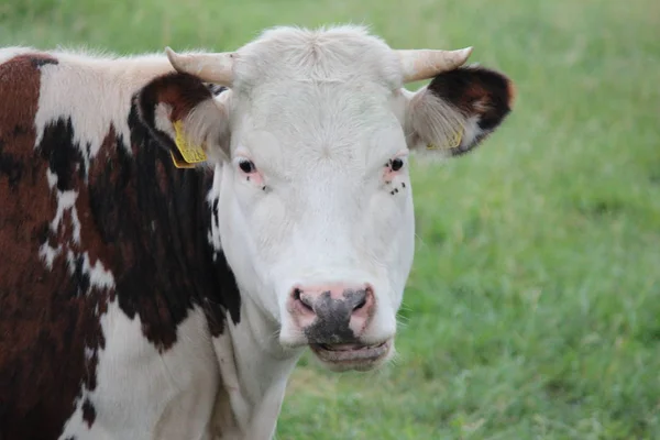 Vaches Blanches Rouges Avec Tête Détail Sur Une Prairie Aux — Photo