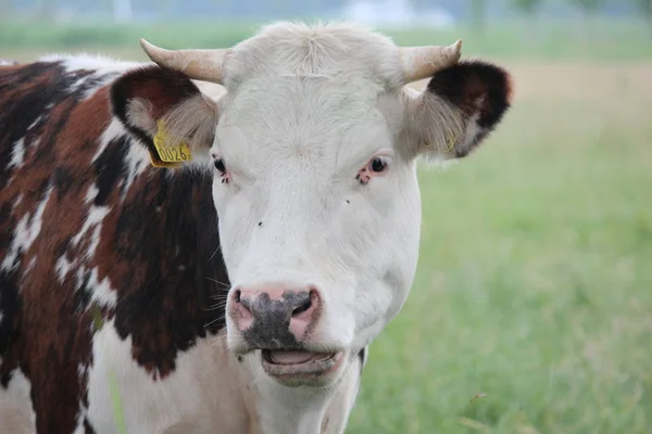 Vaches Blanches Rouges Avec Tête Détail Sur Une Prairie Aux — Photo