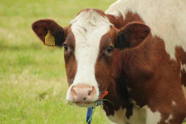 オランダの草原に詳細の頭部が付いて赤い白い牛 — ストック写真