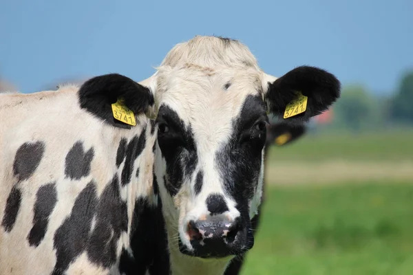 Tête Blanche Noire Une Vache Dans Prairie Aux Pays Bas — Photo