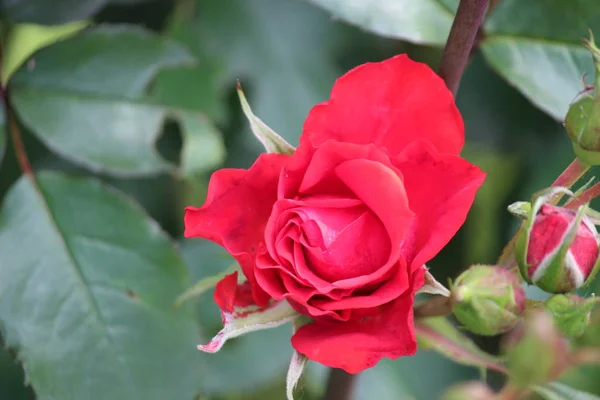 Cabeça Flor Uma Rosa Vermelha Jardim Nieuwerkerk Aan Den Ijssel — Fotografia de Stock