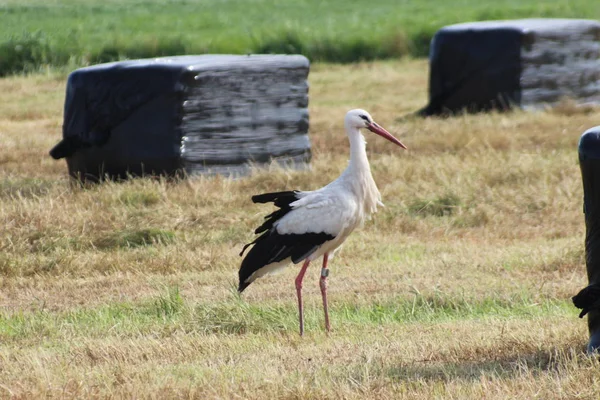 White black stork searching for food in a meadow in Hoenkoop, the Netherlands