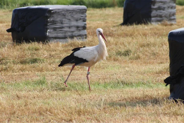 White black stork searching for food in a meadow in Hoenkoop, the Netherlands