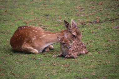 Sadece genel bir hayvan çiftliği Nieuwerkerk aan den Ijssel geyik eti doğumlu.