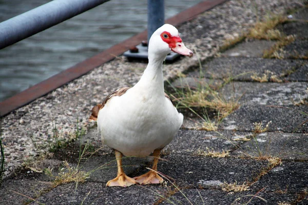 Muskovy Stumme Ente Entlang Des Flussufers Der Hollandse Ijssel Ijsselstein — Stockfoto