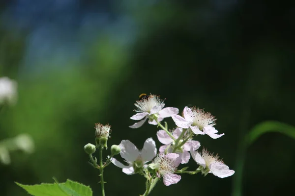 Blüte Der Brombeerpflanze Park Hitland Nieuwerkerk Aan Den Ijssel — Stockfoto