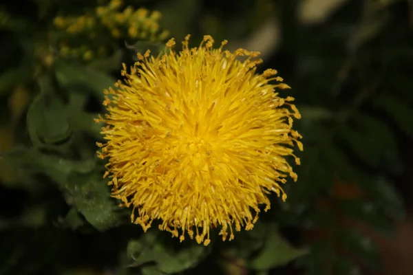 Carthamus Flower Bouqet Yellow Color — Stock Photo, Image