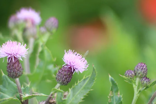 Рожеві Квіти Thistle Заводу Траві Нідерландах — стокове фото