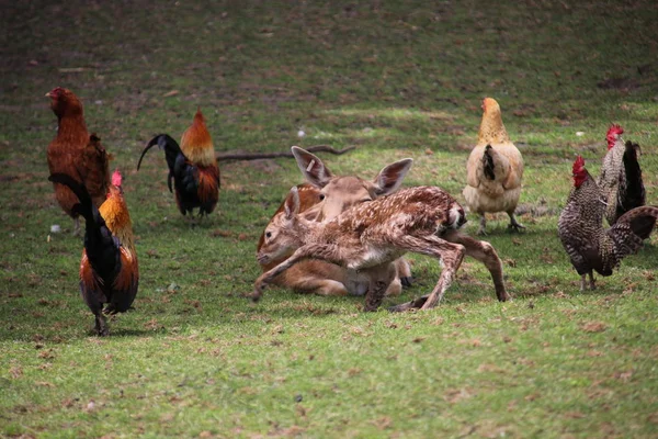 Gerade Geborenes Wild Auf Einem Öffentlichen Tierhof Nieuwerkerk Aan Den — Stockfoto