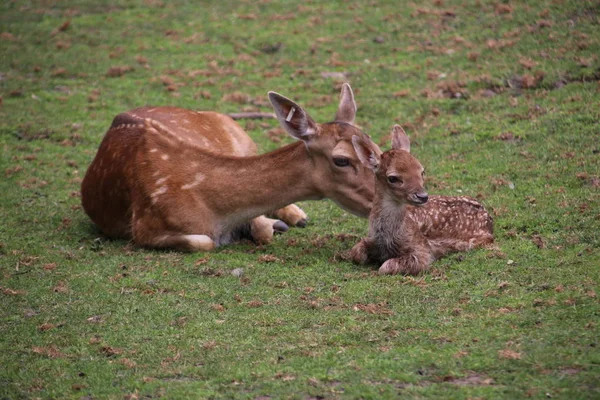 덴에이 셀에서에서 농장에서 사슴을 태어난 — 스톡 사진