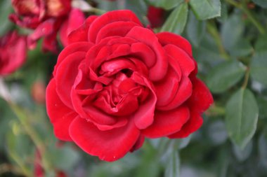 Yakın çekim Boskoop Hollanda genel gül gül türü jugendliebe.