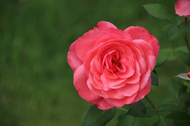 Pembe gül yazın Elaine sayfasında yakın çekim Boskoop Hollanda genel gül içinde.