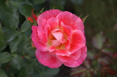 Yakın çekim Boskoop Hollanda genel gül gül türü airbrush