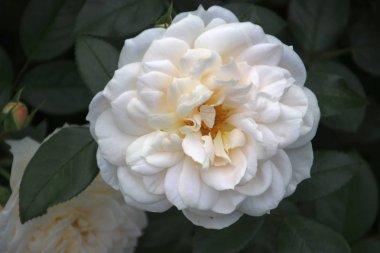 Yakın çekim Boskoop Hollanda genel gül gül türü şefkat.