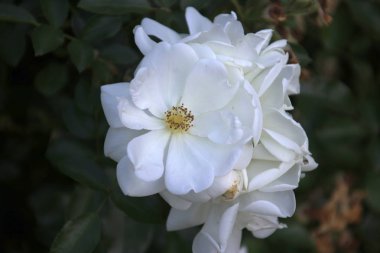 Rose yakın çekim Boskoop Hollanda genel gül Schneeflocke yazın.