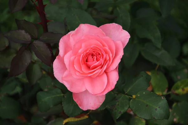 Pink Rose Type Elaine Page Close Public Rosarium Boskoop Netherlands — Stock Photo, Image