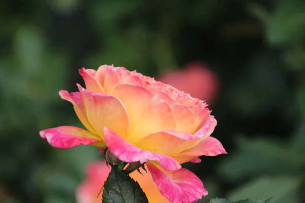 Вид Розы Gartenspass Крупном Плане Общественном Розарии Boskoop Нидерландах — стоковое фото