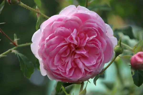 Rosenkuchen Nahaufnahme Öffentlichen Rosarium Von Boskoop Den Niederlanden — Stockfoto