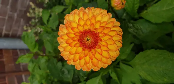 Orangefarbener Blütenkopf Nahaufnahme Einer Dahlienpflanze Einem Garten Den Haag Niederlande — Stockfoto