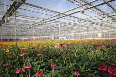 Kırmızı ve sarı gerbara çiçekleri bir sera kreş Nieuwerkerk aan den Ijssel Hollanda