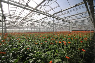 Kırmızı ve sarı gerbara çiçekleri bir sera kreş Nieuwerkerk aan den Ijssel Hollanda
