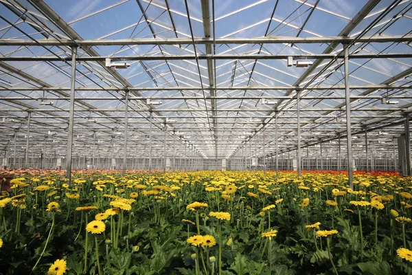 Red Yellow Gerbara Flowers Growing Greenhouse Nursery Nieuwerkerk Aan Den — Stock Photo, Image