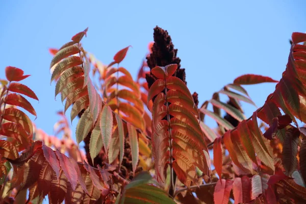 Rood Oranje Bruine Bladeren Tijdens Het Herfst Seizoen Zon Bomen — Stockfoto